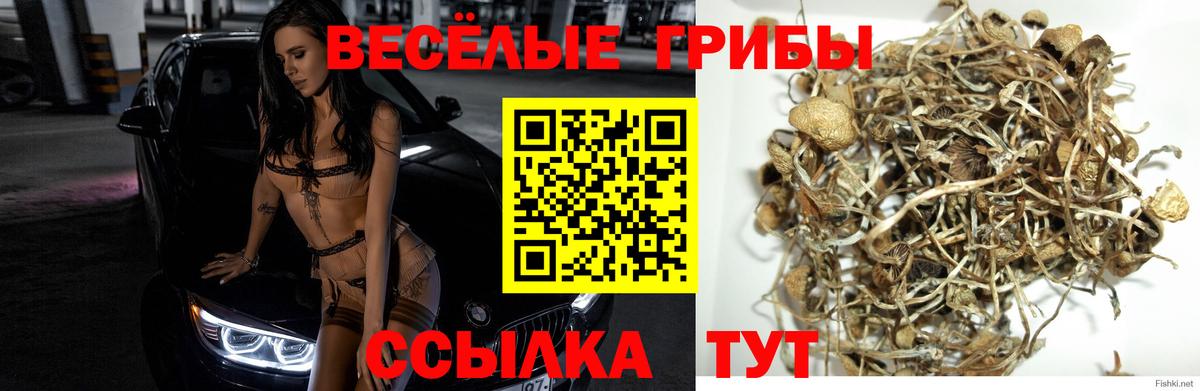 Псилоцибиновые грибы прущие грибы  Вход с VPN  Туймазы 