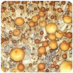 Псилоцибиновые (галлюциногенные)  грибы Psilocybin "Golden Teacher" в Туймазах